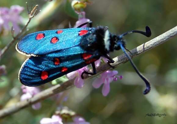 Superbes papillons