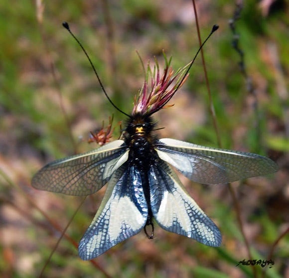 Superbes papillons