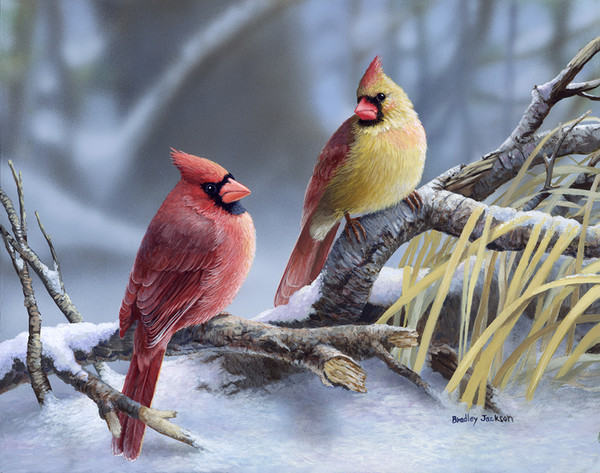 Superbe peinture d'oiseaux de Bradley Jackson