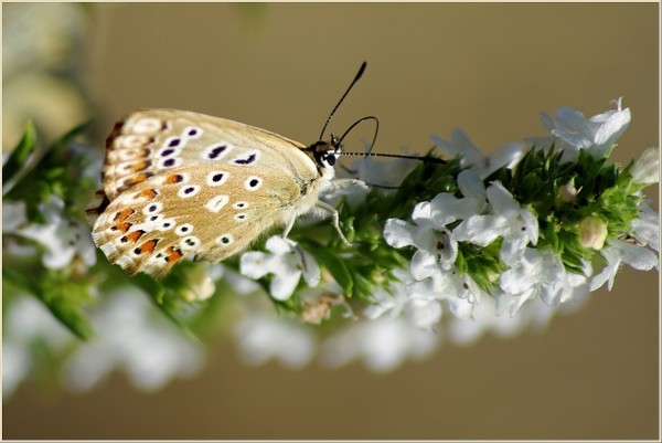 Superbes papillons