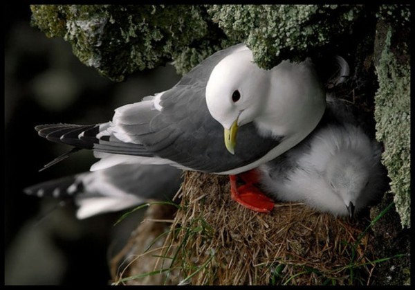 Superbe image d'oiseaux