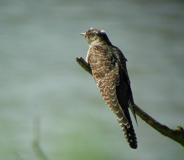 Superbes images d'oiseaux