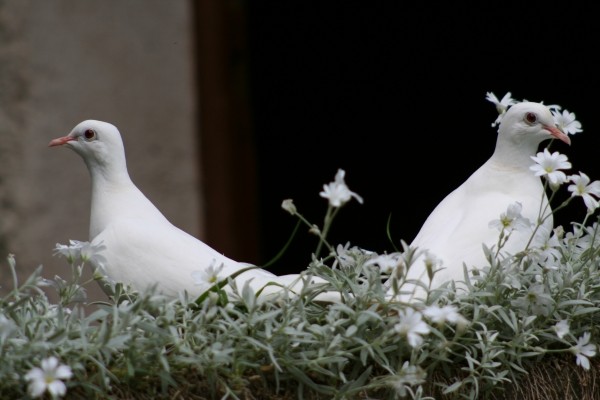 Superbes images d'oiseaux