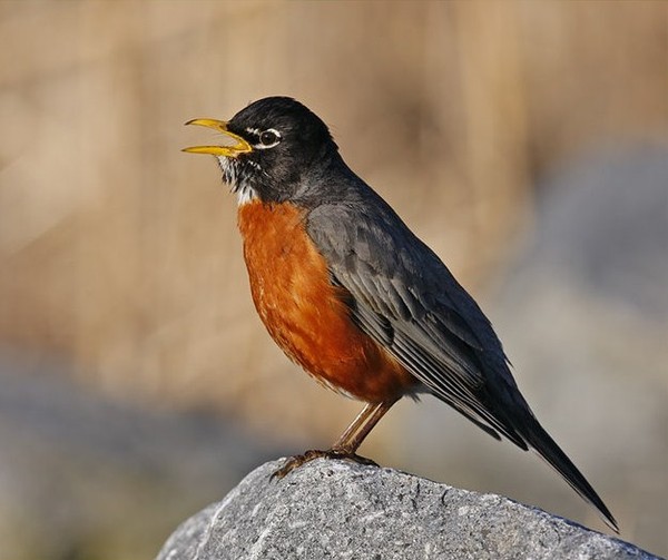 Superbes images d'oiseaux