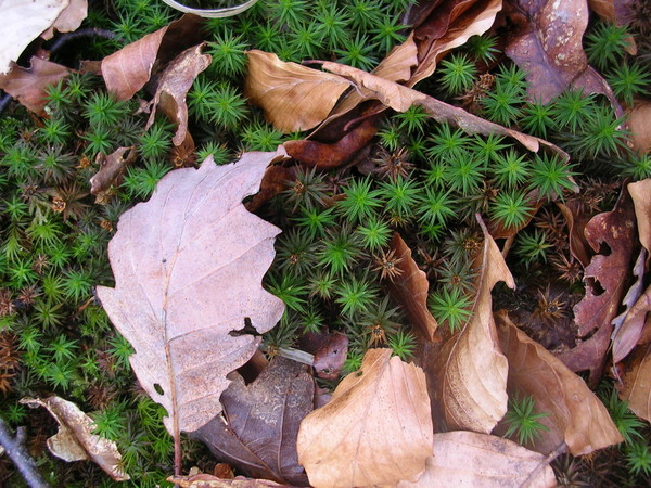 Couleurs et parfums d'Automne