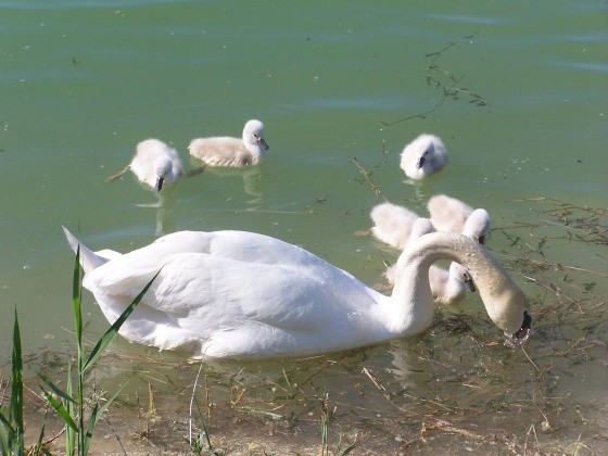 Belles familles