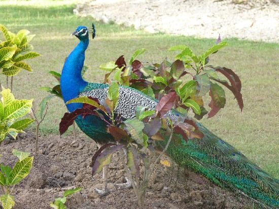 Superbes images d'oiseaux