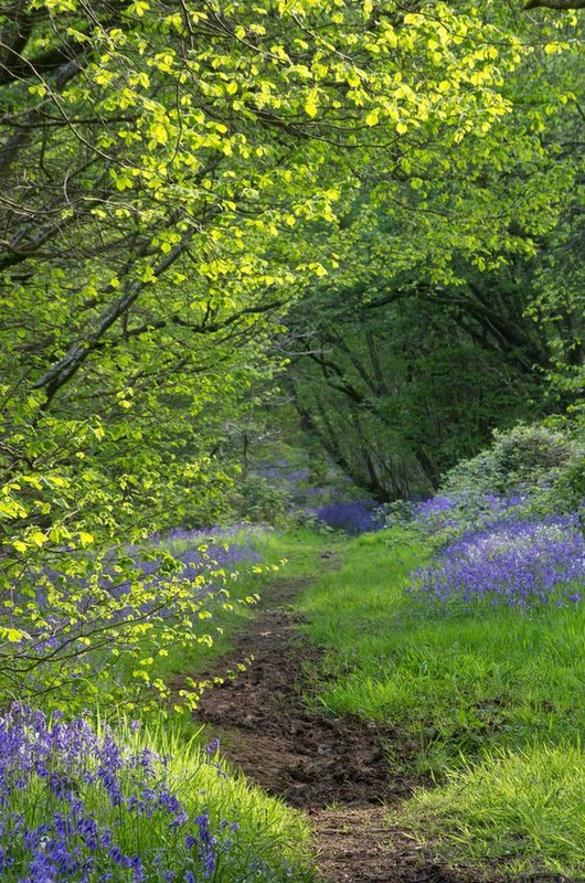 Sous bois au printemps