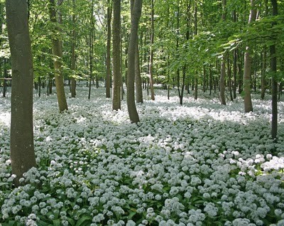 Paysages -Printemps -Eté