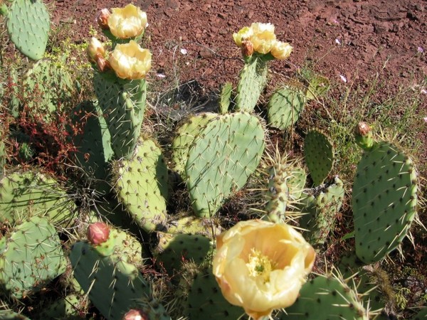 Fleurs de Cactus