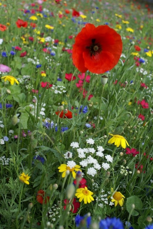 Paysages -Printemps -Eté