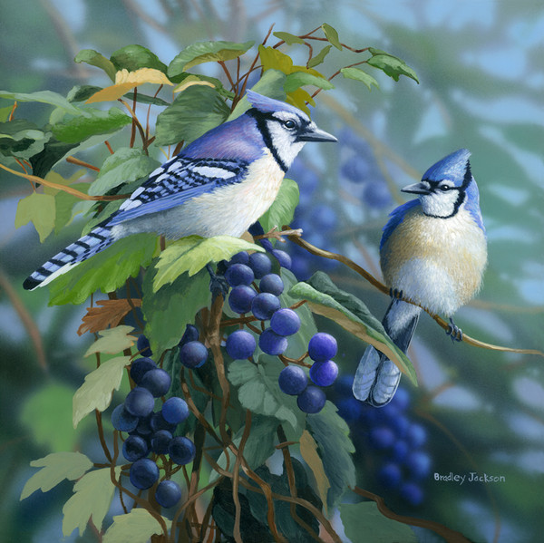 Superbe peinture d'oiseaux de Bradley Jackson