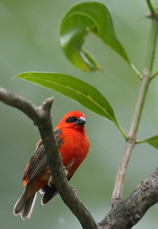 Superbes images d'oiseaux