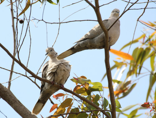 Superbes images d'oiseaux