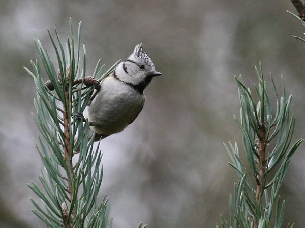 Superbes images d'oiseaux