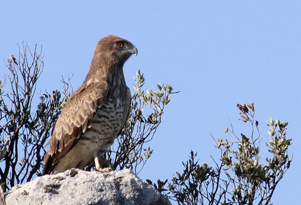 Superbes images d'oiseaux