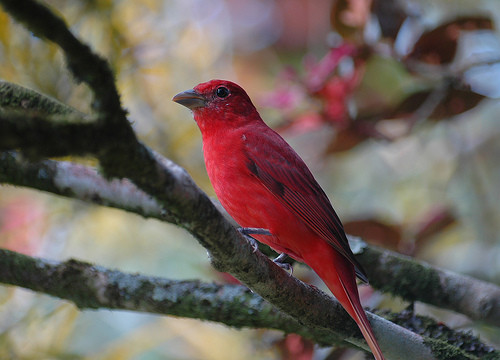 Superbes images d'oiseaux