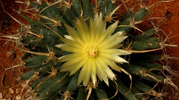 Fleurs de Cactus