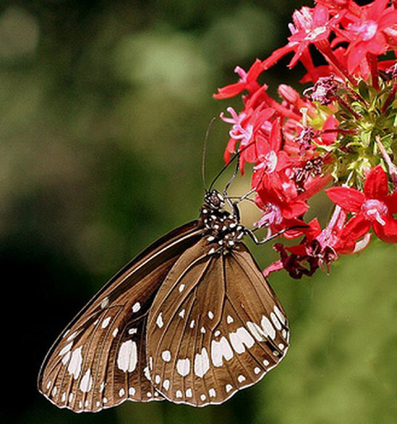 Superbes papillons