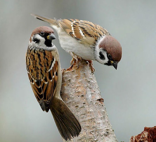 Superbes images d'oiseaux