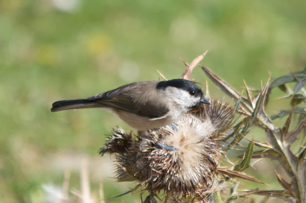 Superbes images d'oiseaux