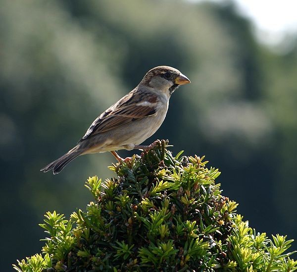 Superbes images d'oiseaux