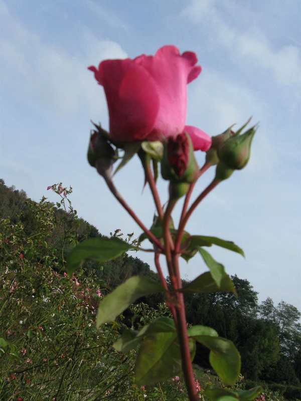 Paysages - Fleurs -Mes photos