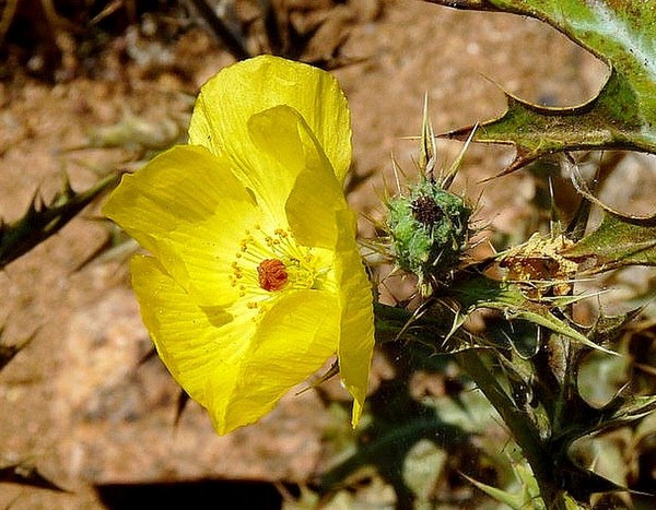 Fleurs de Cactus