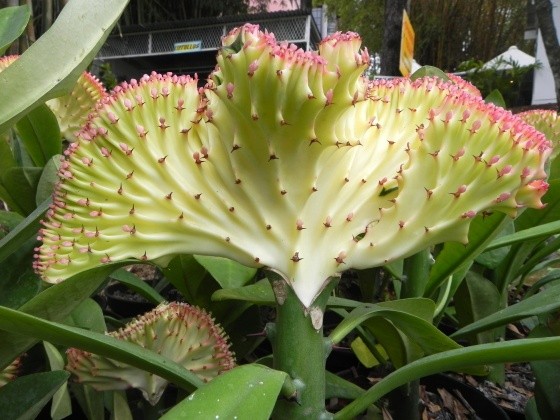 Fleurs de Cactus