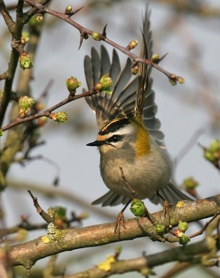 Superbes images d'oiseaux