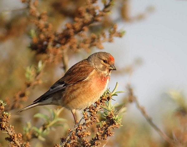 Superbes images d'oiseaux