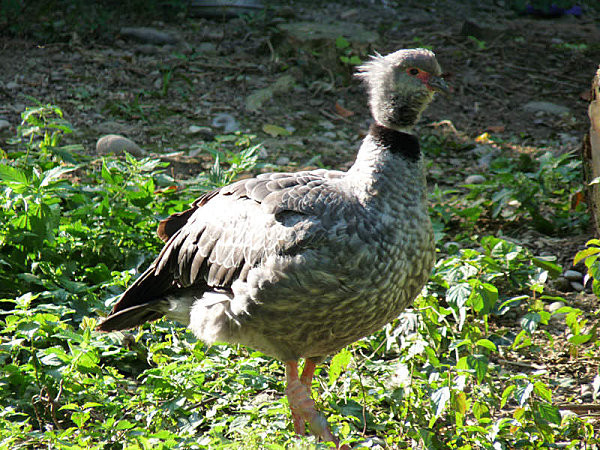 Superbes images d'oiseaux