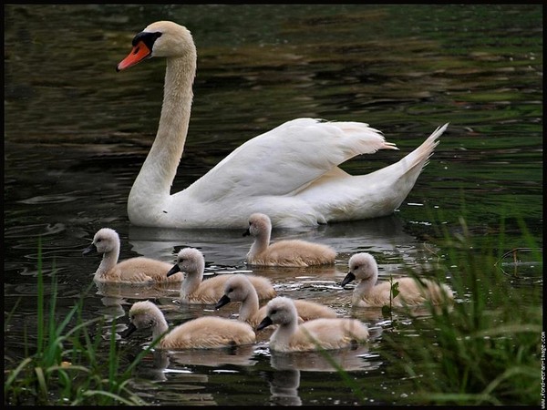 Belle famille