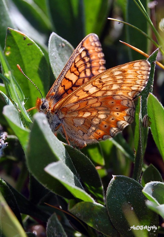 Superbes papillons