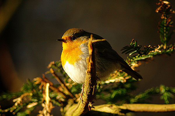 Superbes images d'oiseaux