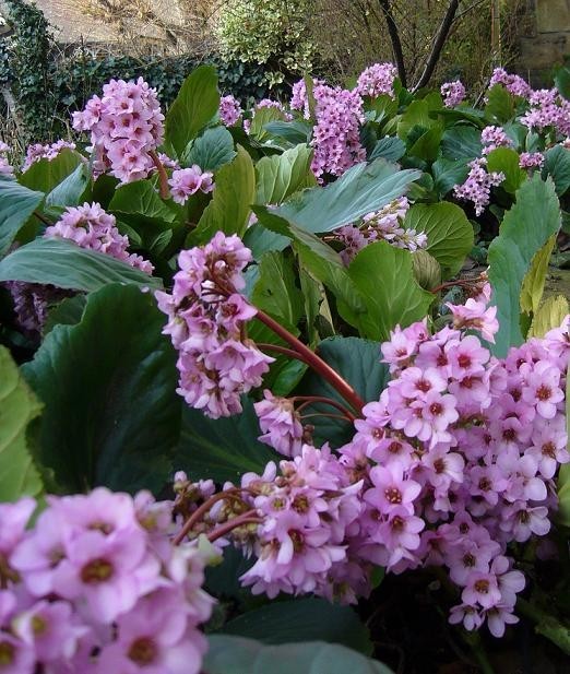 Fleurs et paysages ( printemps-été)