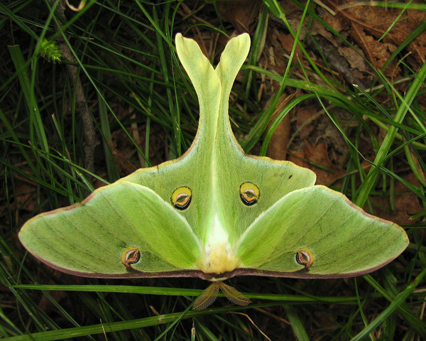 Superbes papillons