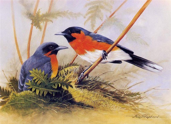 Superbes peintures d'oiseaux