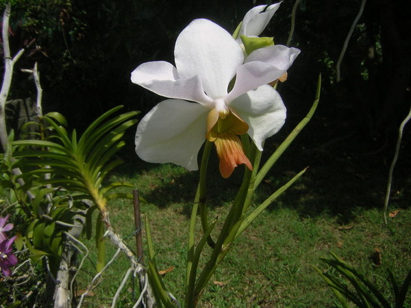 Fleur d' Orchidée