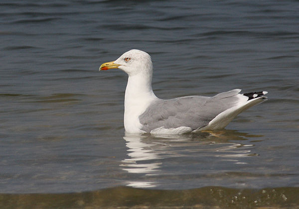 Superbes images d'oiseaux