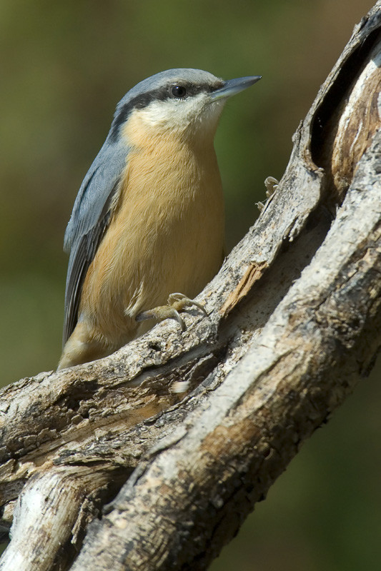 Superbes images d'oiseaux