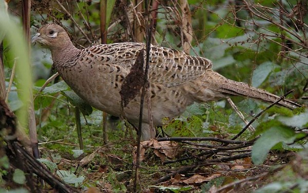 Superbes images d'oiseaux