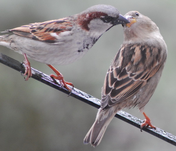 Superbes images d'oiseaux