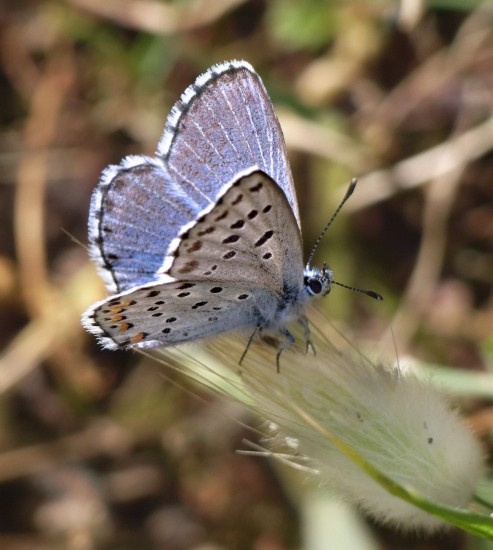 Superbes papillons