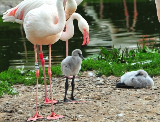 Superbes images d'oiseaux