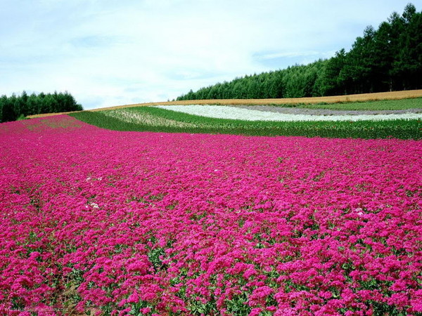 Paysages -Printemps -Eté