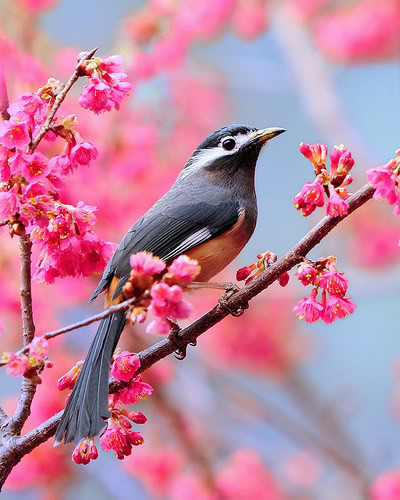 Superbes images d'oiseaux