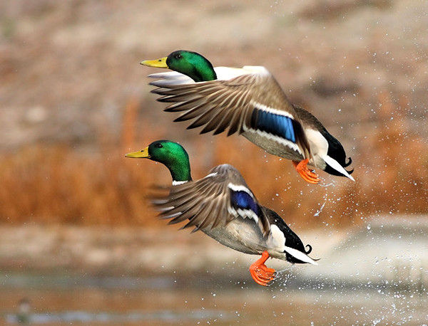 Superbes images d'oiseaux