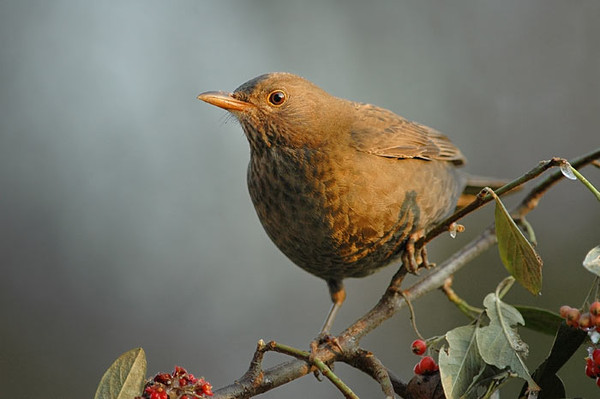 Superbes images d'oiseaux