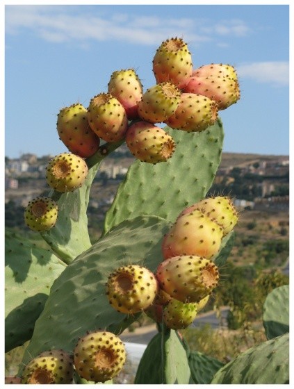 Fleurs de Cactus